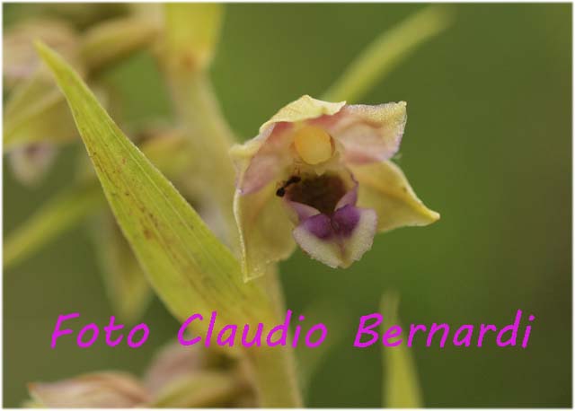 Epipactis helleborine